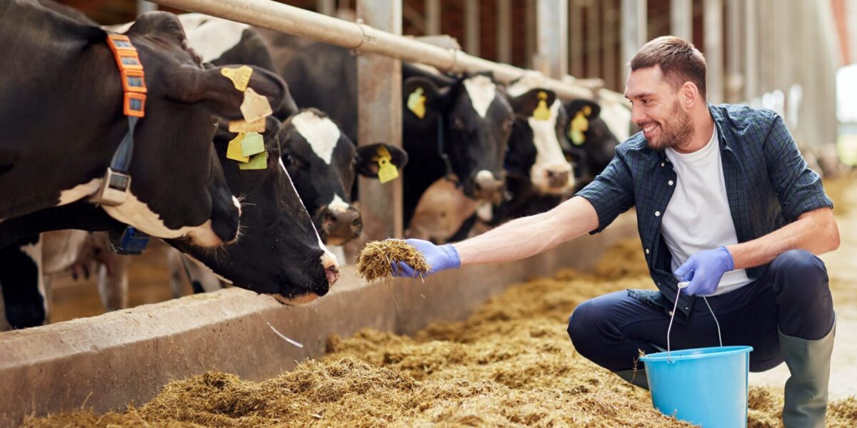 veeteelt koe voer stal agri boer