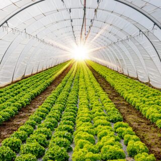 A,Light,In,The,End,Of,A,Tunnel.,Green,Lettuce
