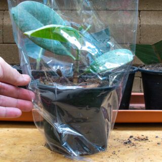 How,To,Start,A,Rubber,Tree,Plant:,Propagation,.,Step